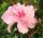 Pink Azalea